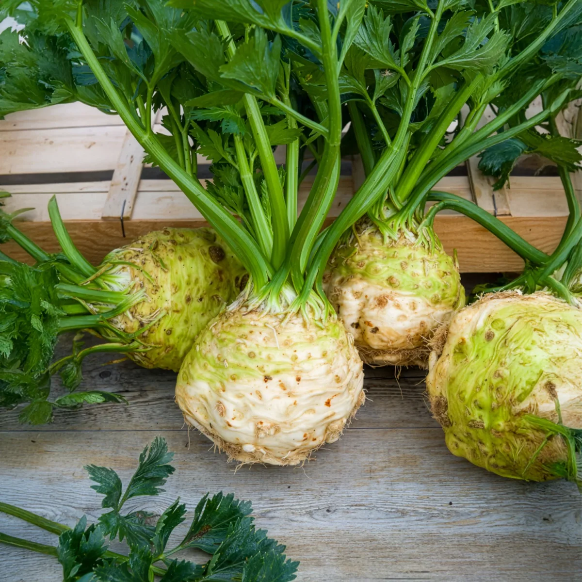 Céleri-rave Monarch – Image 3