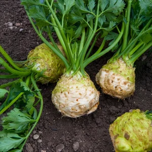 Céleri-rave Monarch