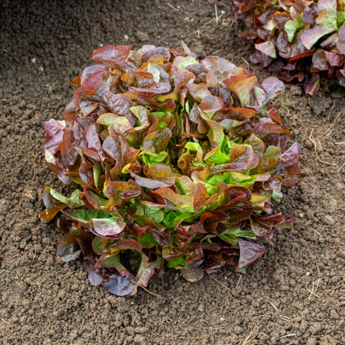 Laitue feuille de chêne rouge Eglantine – Image 3