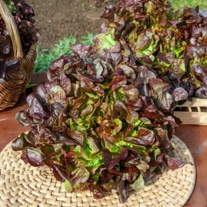 Laitue feuille de chêne rouge Eglantine