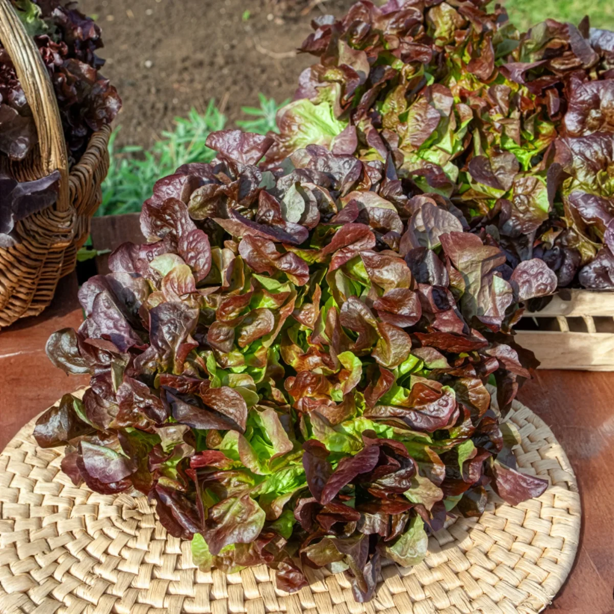 Laitue feuille de chêne rouge Eglantine – Image 2