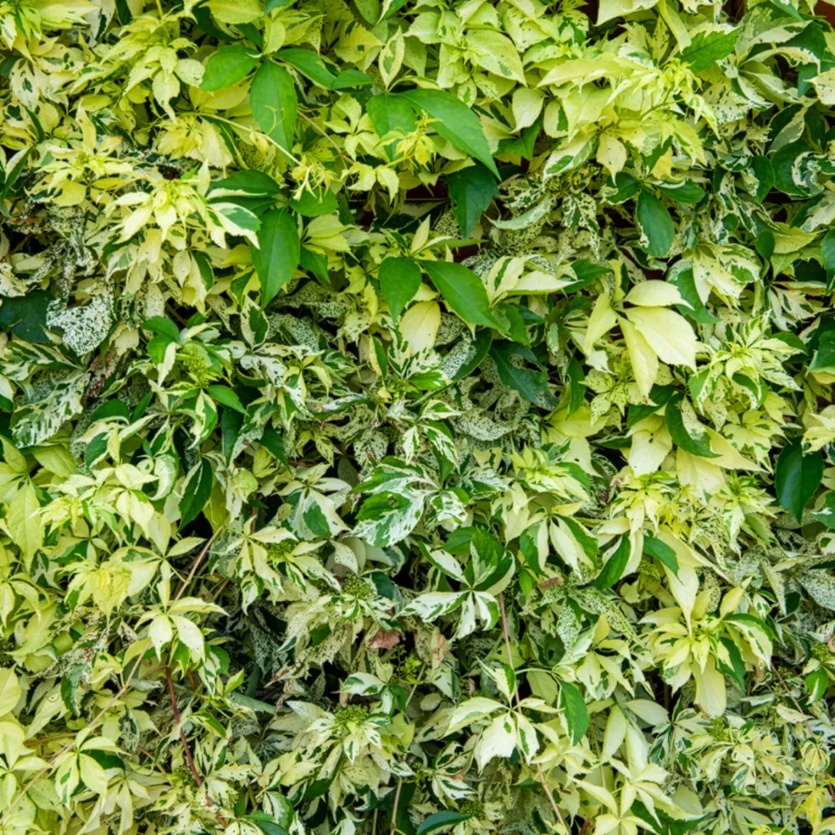 Vigne vierge Star shower® – Image 3