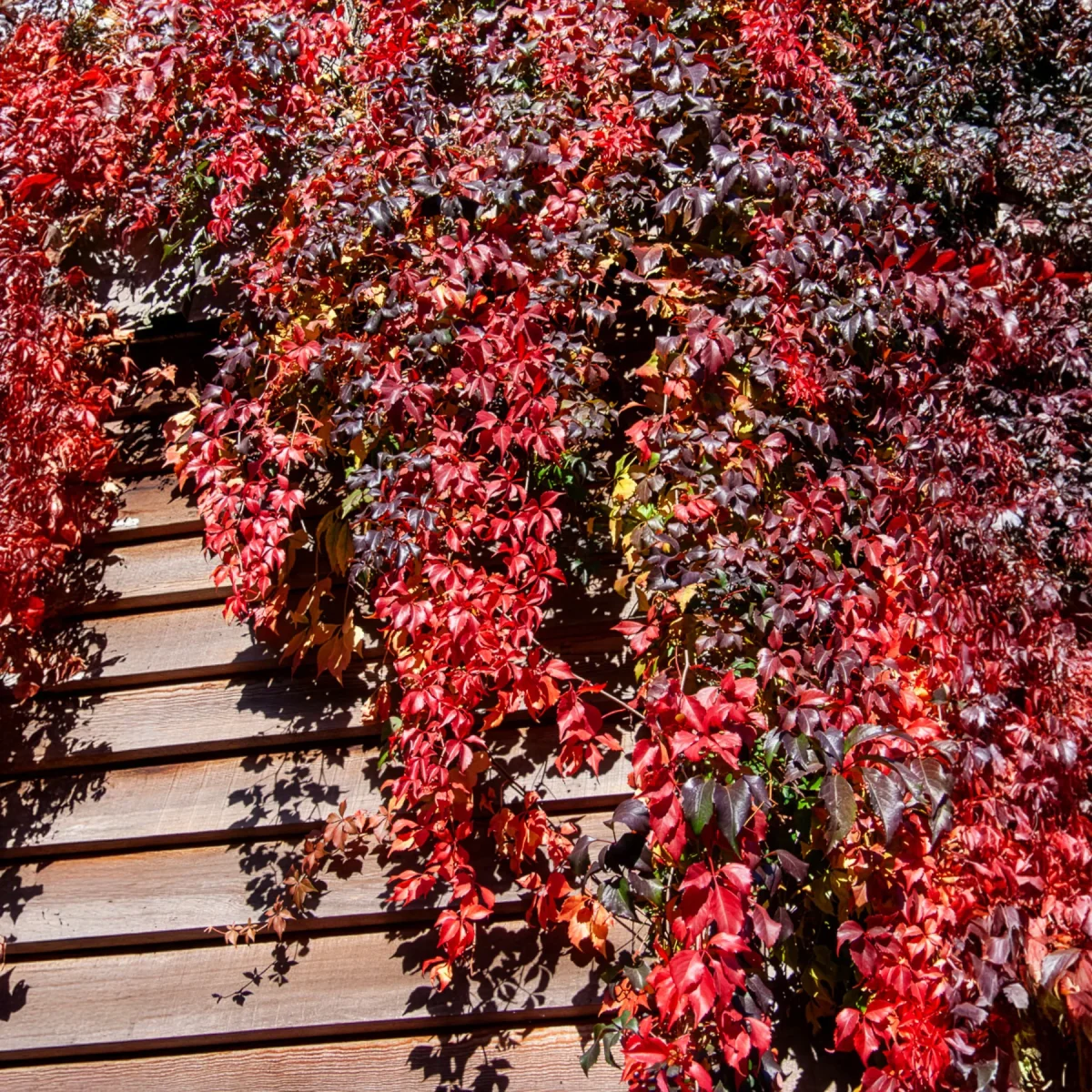 Vigne vierge Red Wall® – Image 3