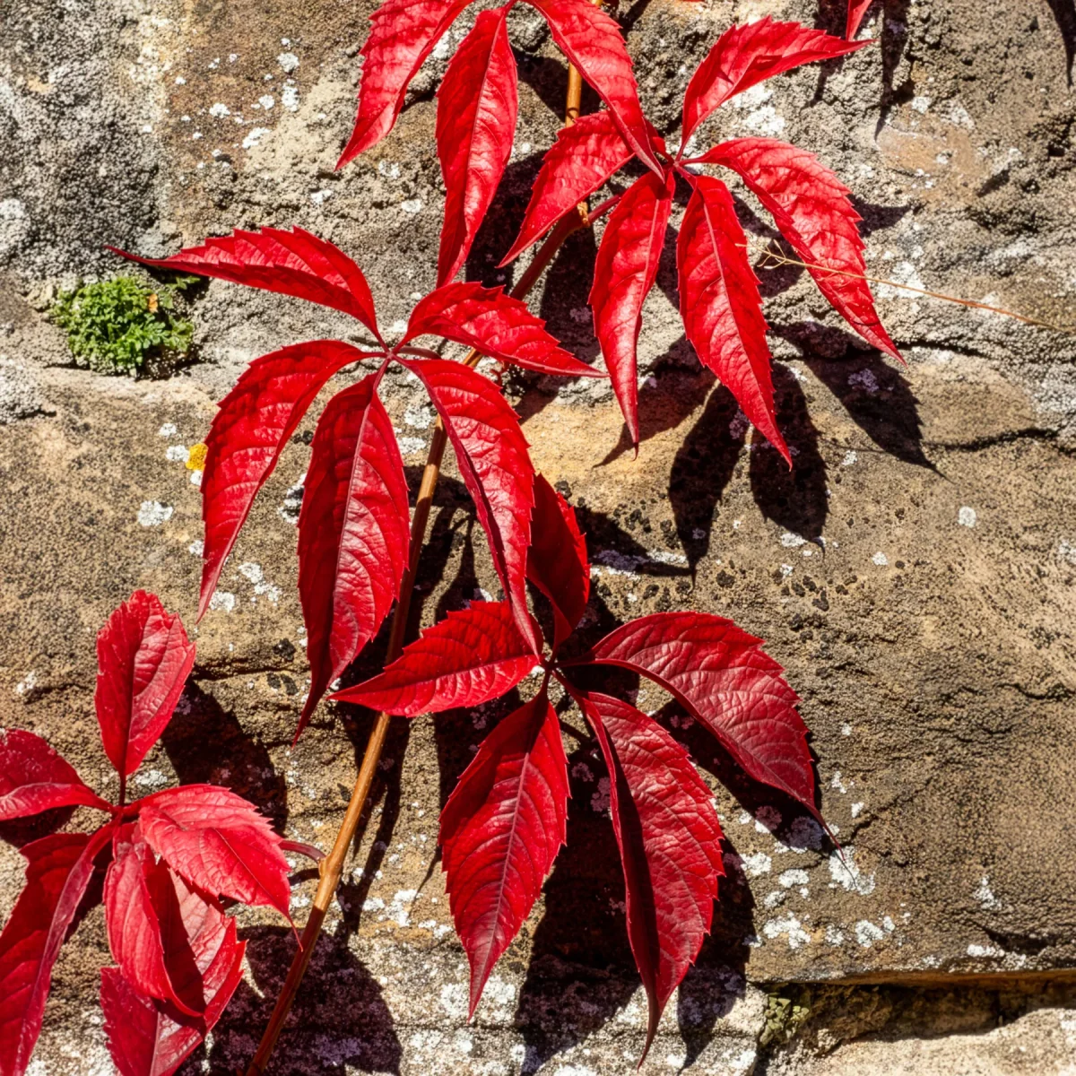 Vigne vierge Red Wall® – Image 2