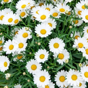 Marguerite des Canaries