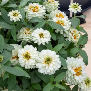 Zinnia Double Blanc