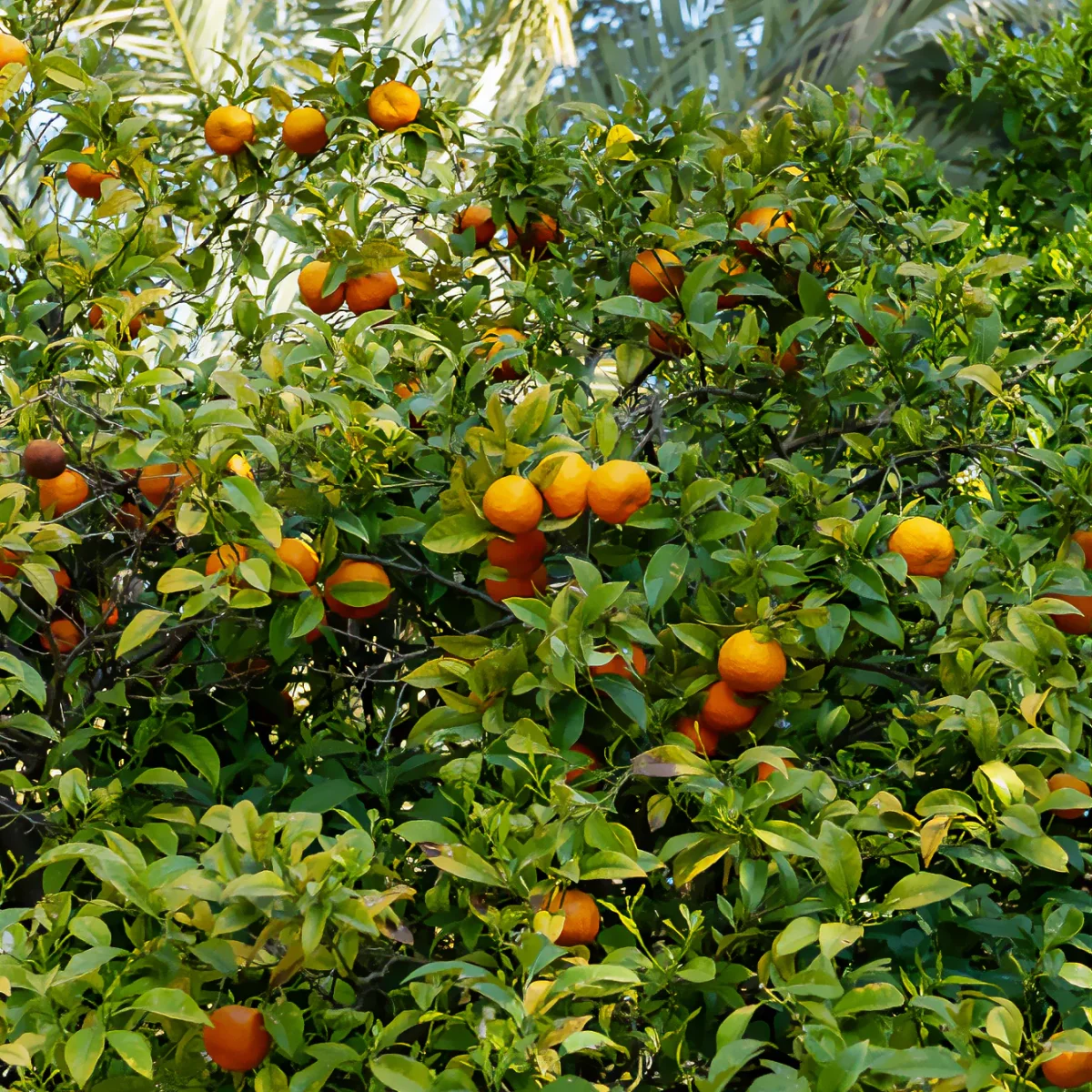 Mandarinier – Image 8