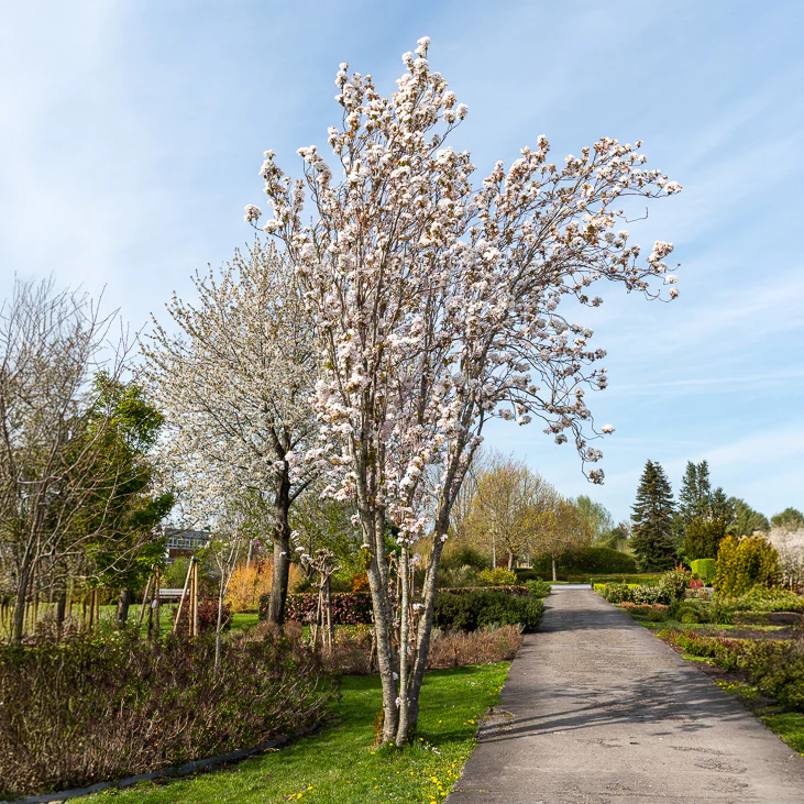 Cerisier du Japon 'Amanogawa' – Image 3