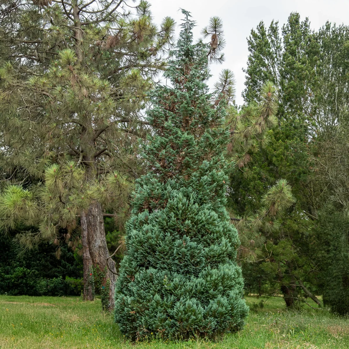 Faux Cyprès de Lawson – Image 2