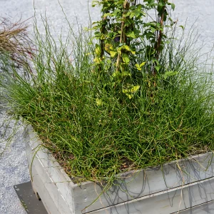 Jonc épars Spiralis