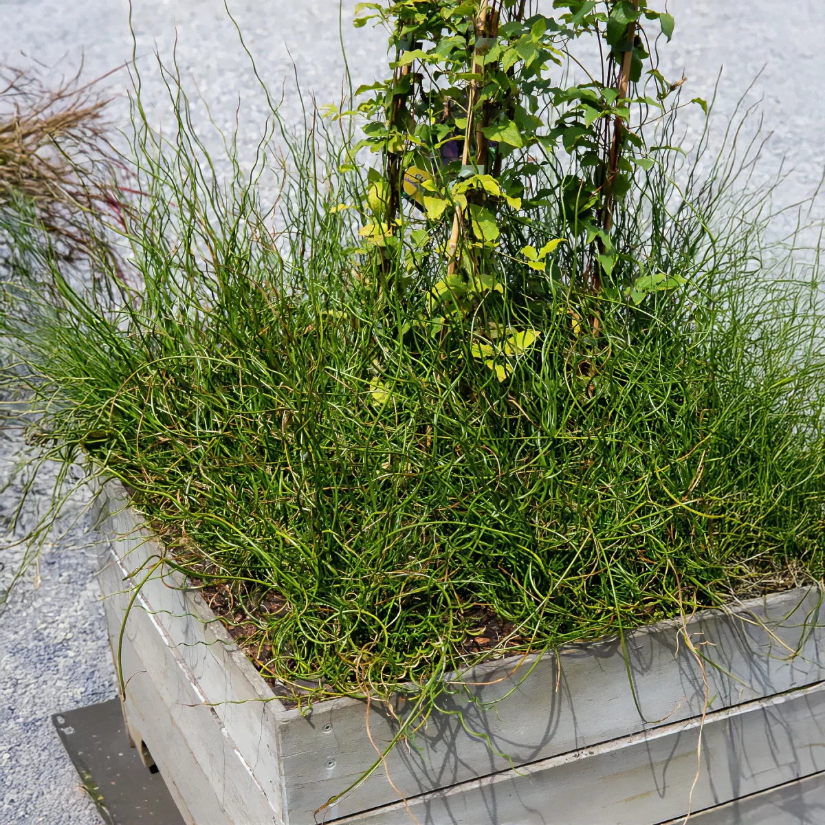 Jonc épars Spiralis