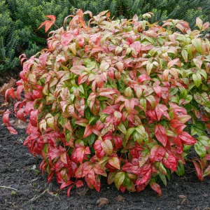 Bambou sacré 'Fire Power'