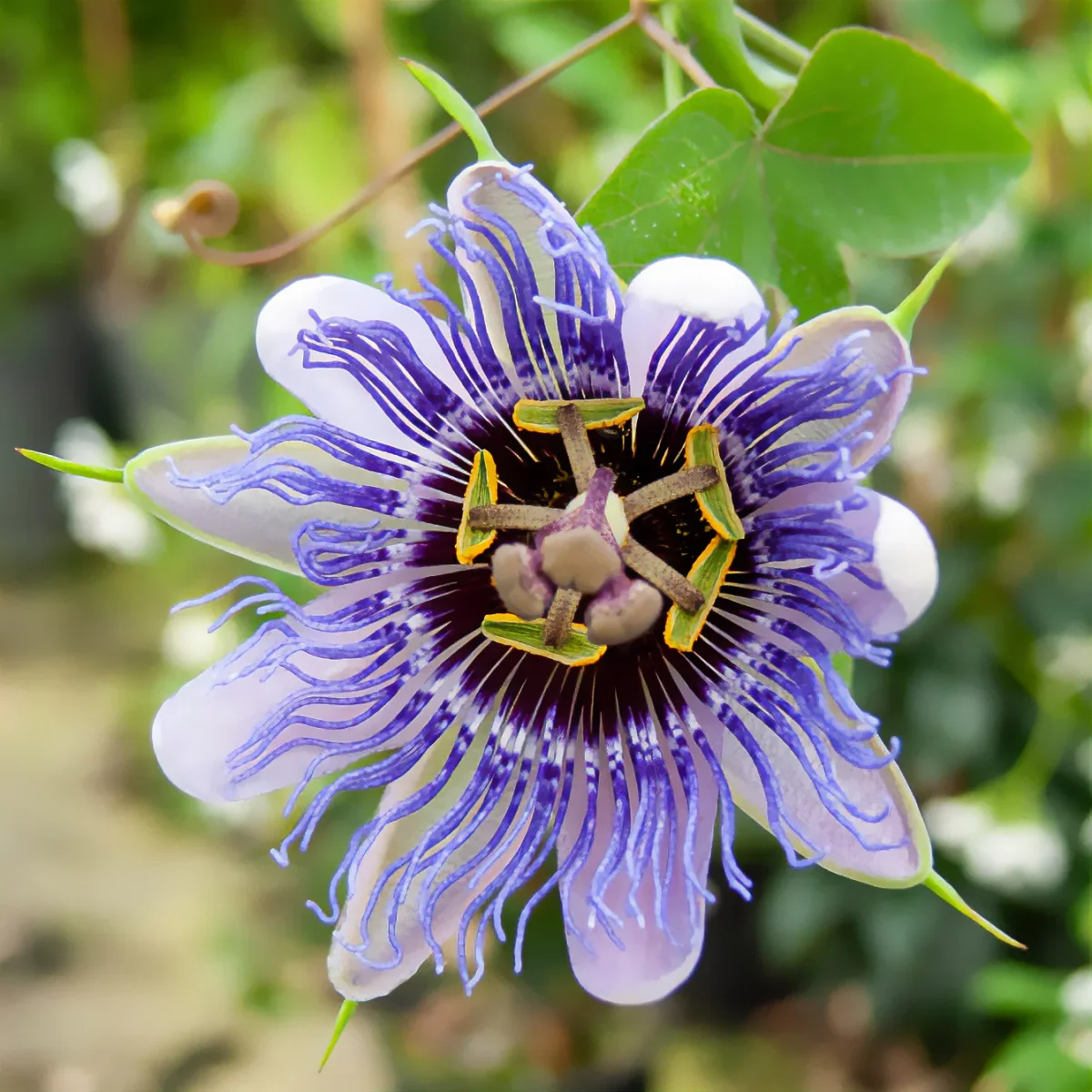 Passiflore 'Purple rain'