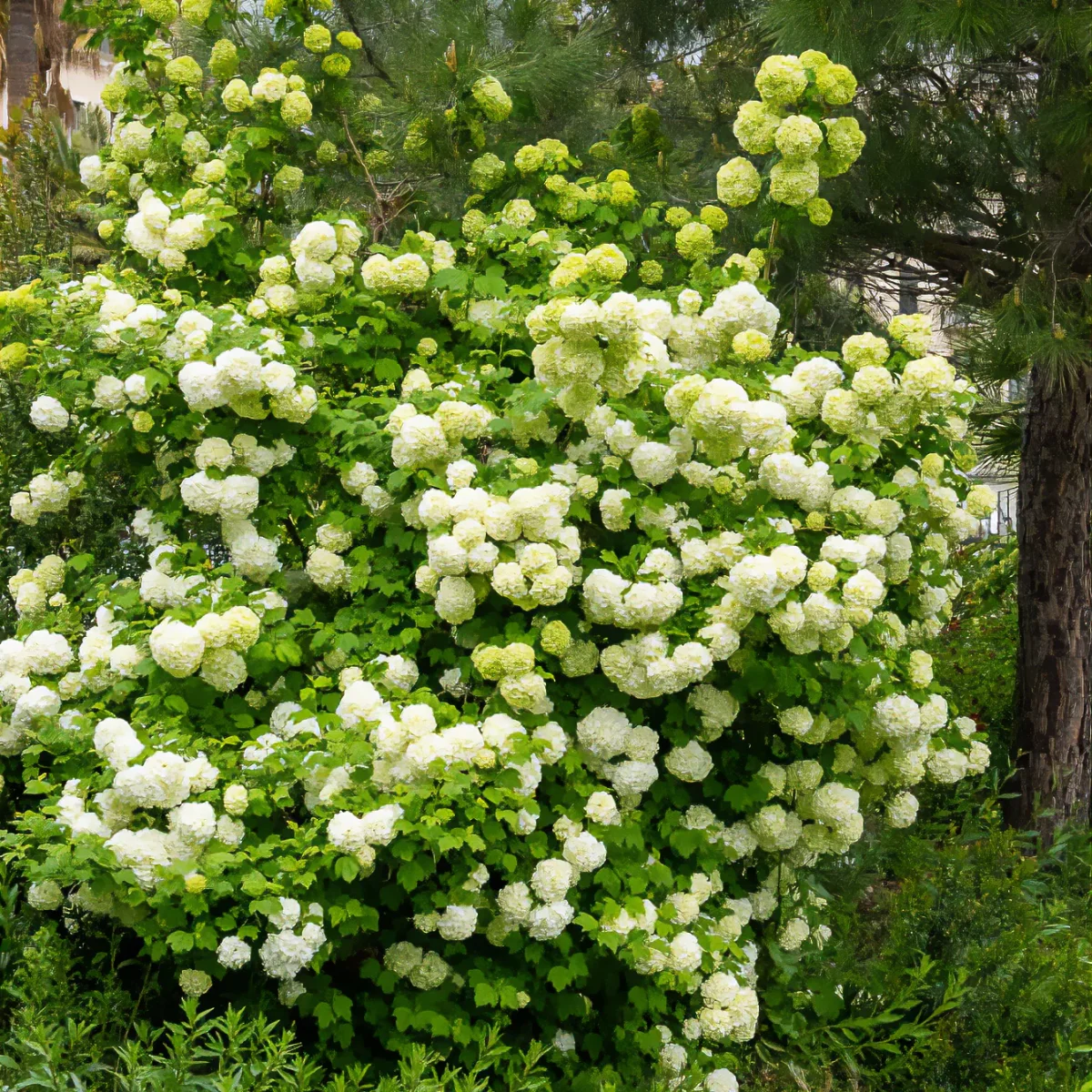 Viorne Boule de Neige – Image 3