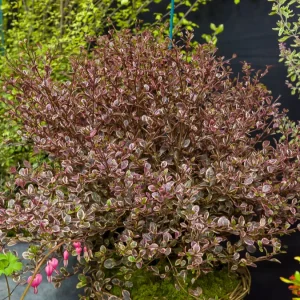 Lophomyrtus ralphii Little Star