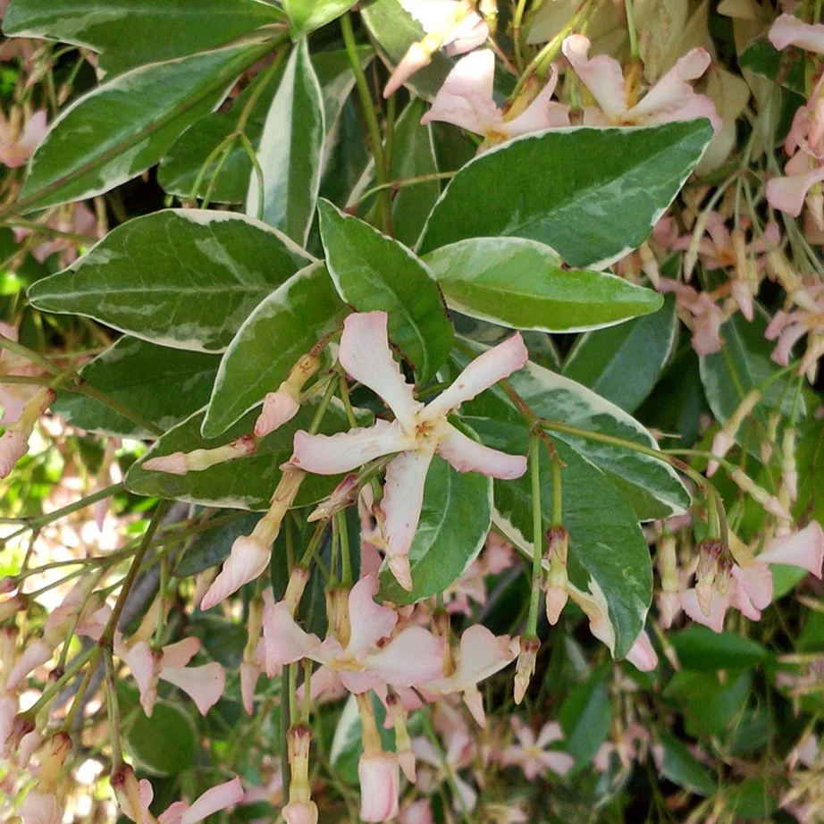 Jasmin étoilé asiaticum star of milano® – Image 4