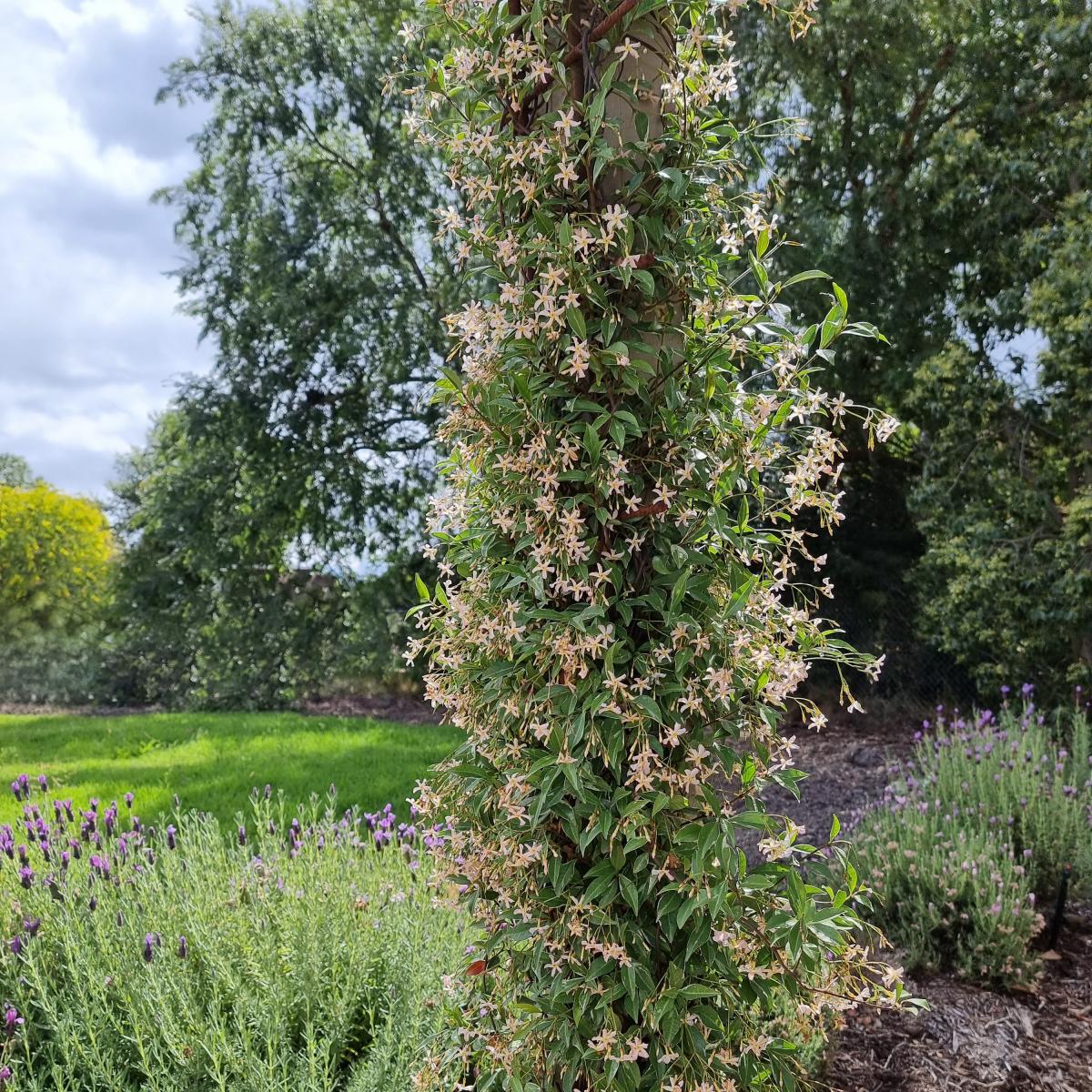 Jasmin étoilé asiaticum star of milano® – Image 5