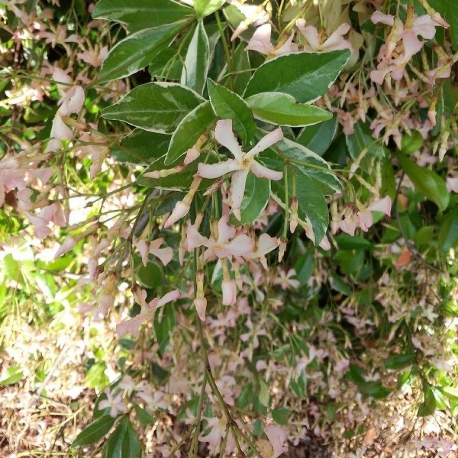 Jasmin étoilé asiaticum star of milano® – Image 2