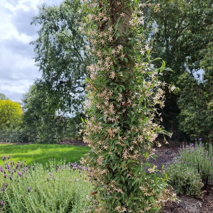 Jasmin étoilé asiaticum star of milano® – Image 3