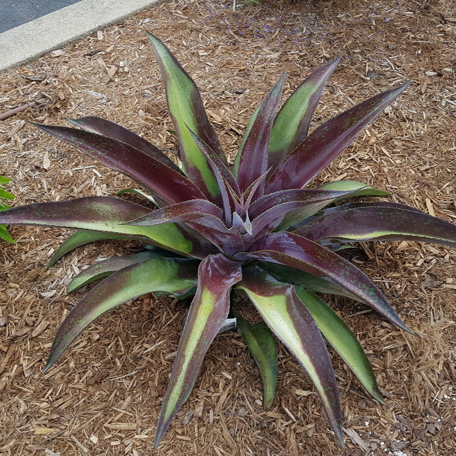 Mangave Mission to Mars ® – Image 5