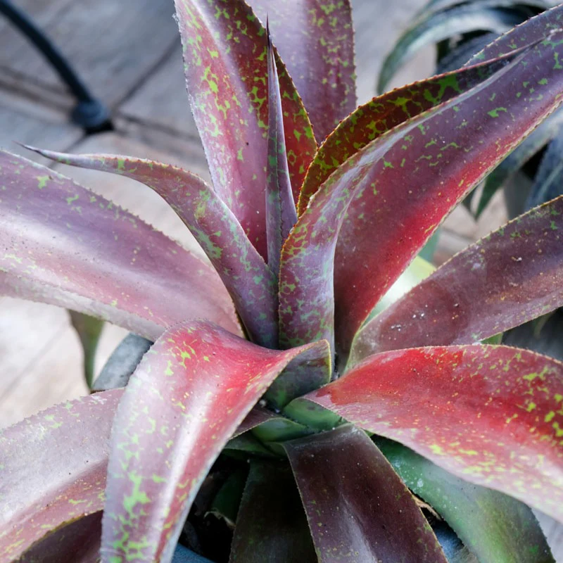 Mangave Mission to Mars ® – Image 4