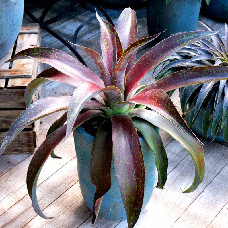 Mangave Mission to Mars ® – Image 2