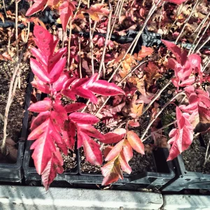 Sorbier Burka à gros fruits