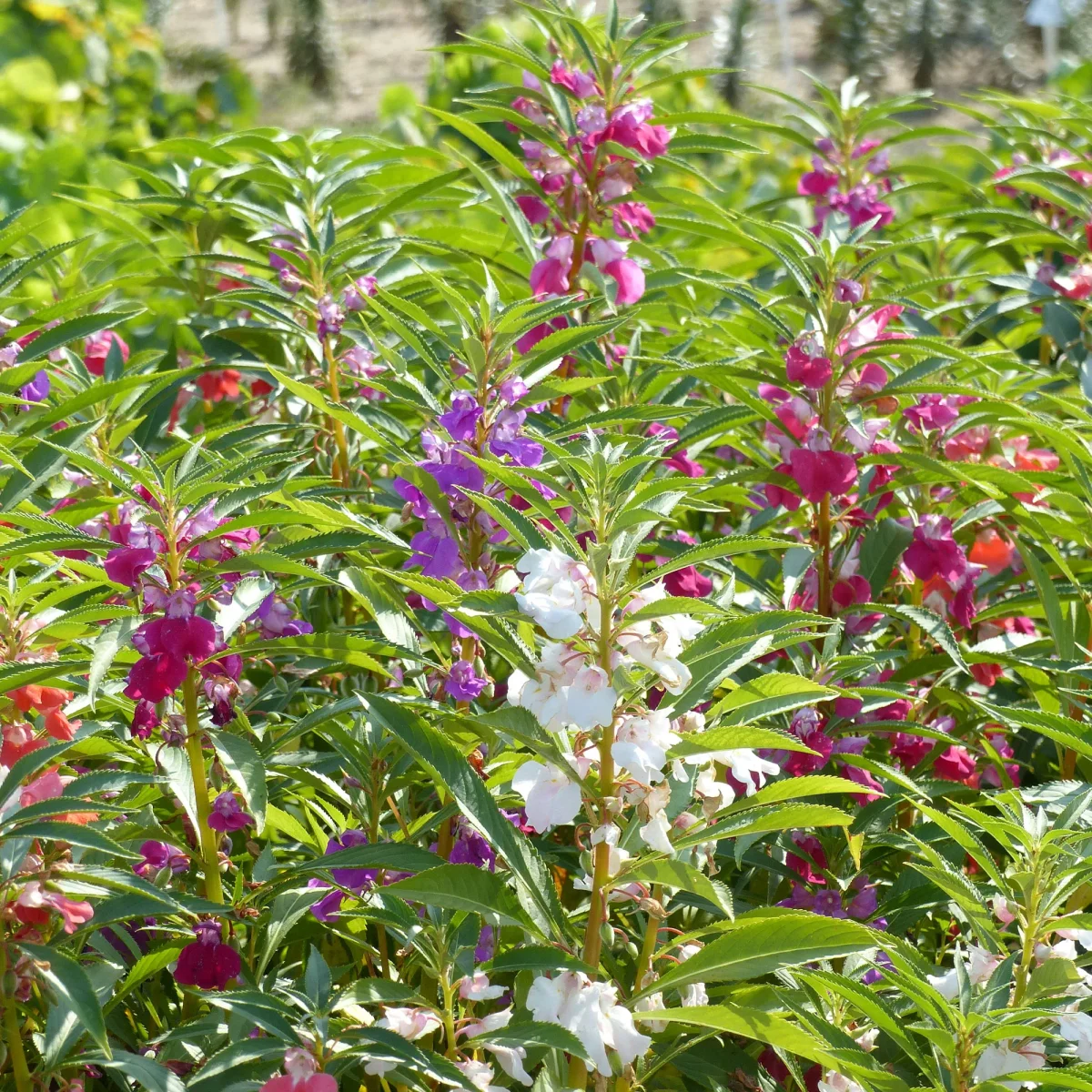 Balsamine à fleurs de camélia en mélange – Image 3