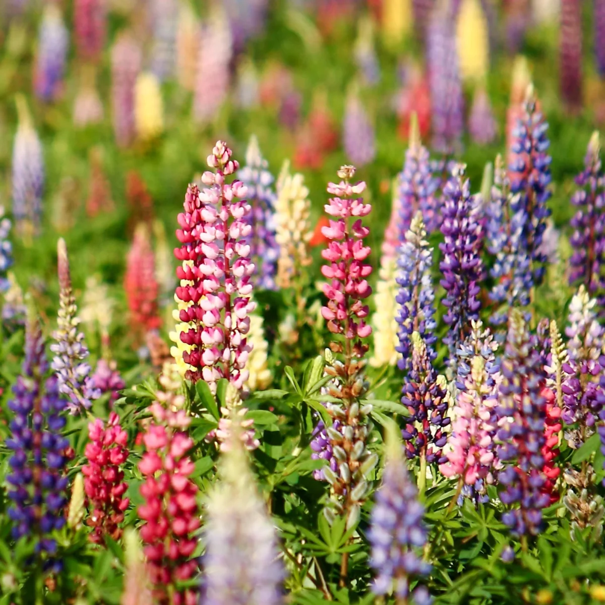 Lupins en mélange – Image 3