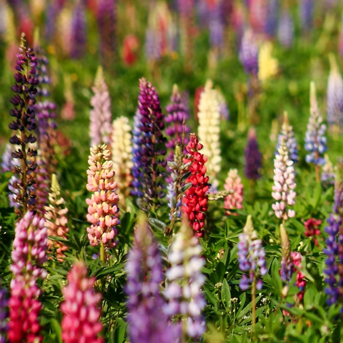 Lupins en mélange – Image 2