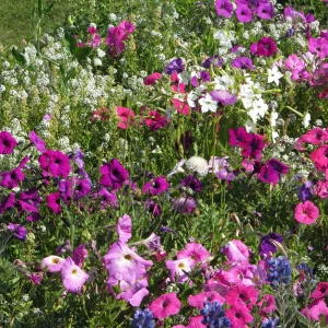 Mélange de fleurs très parfumées