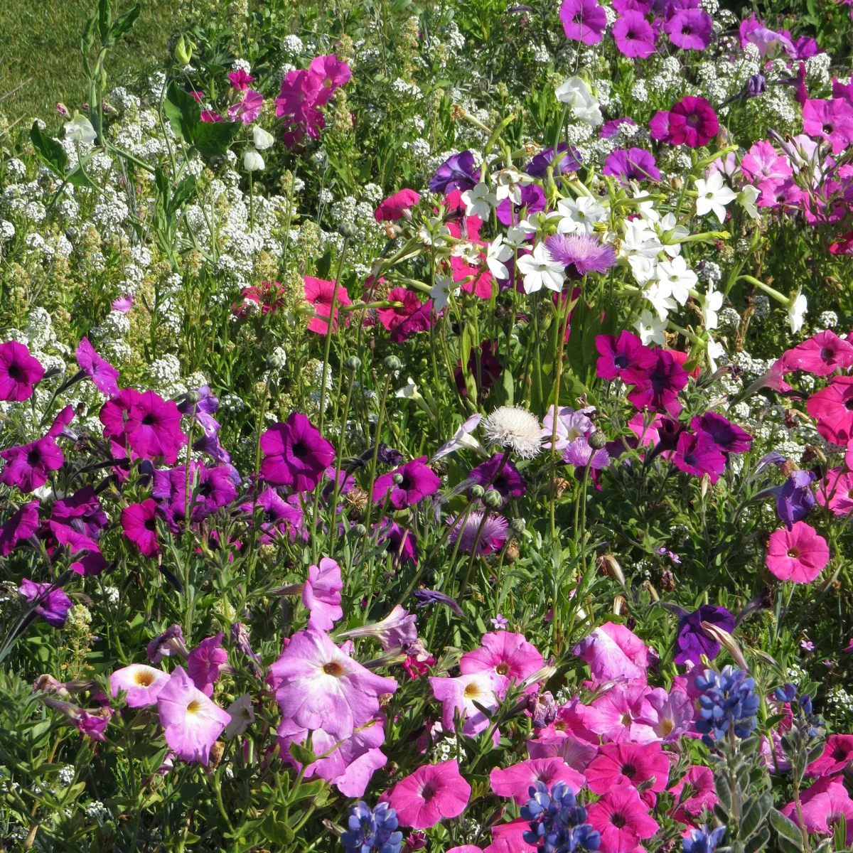 Mélange de fleurs très parfumées