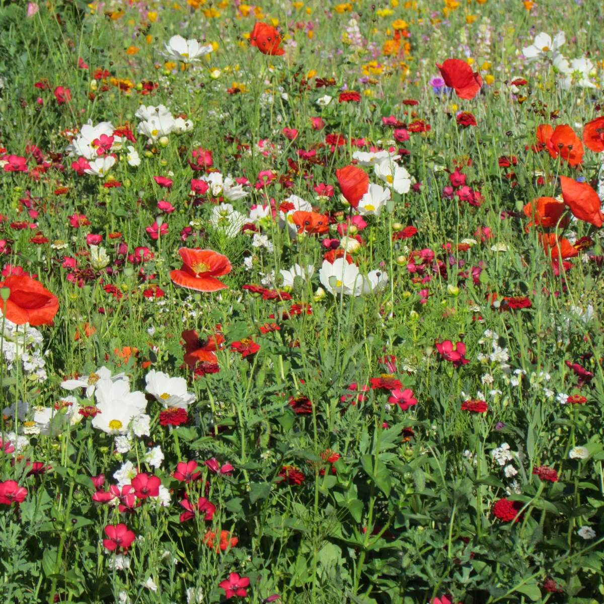 Mélange fleuris vanille-fraise – Image 2