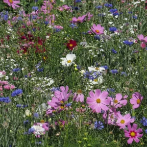 Mélange fleuris couleur pastel