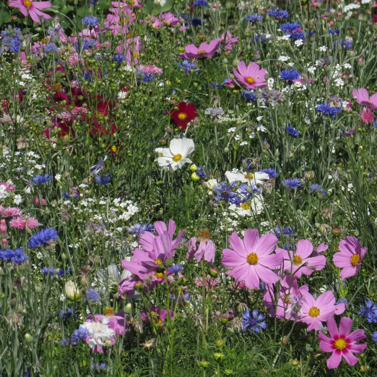 Mélange fleuris couleur pastel – Image 2