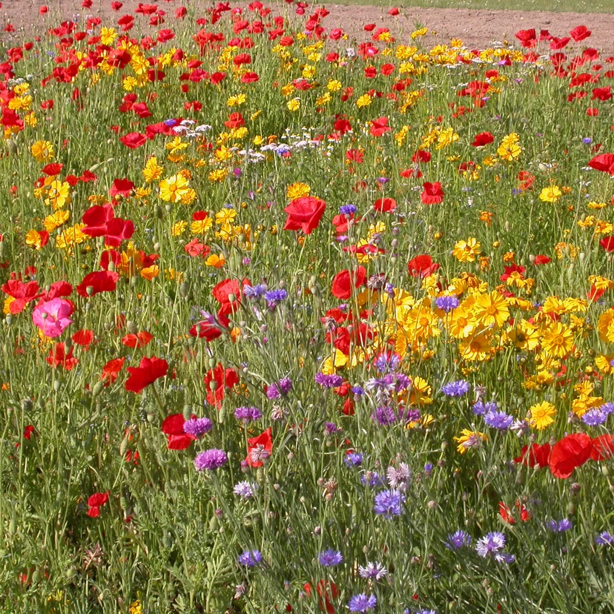 Mélange de fleurs rustiques – Image 2