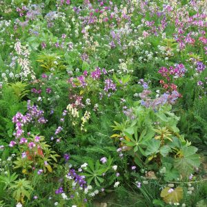 Mélange de fleurs pour zones ombragées