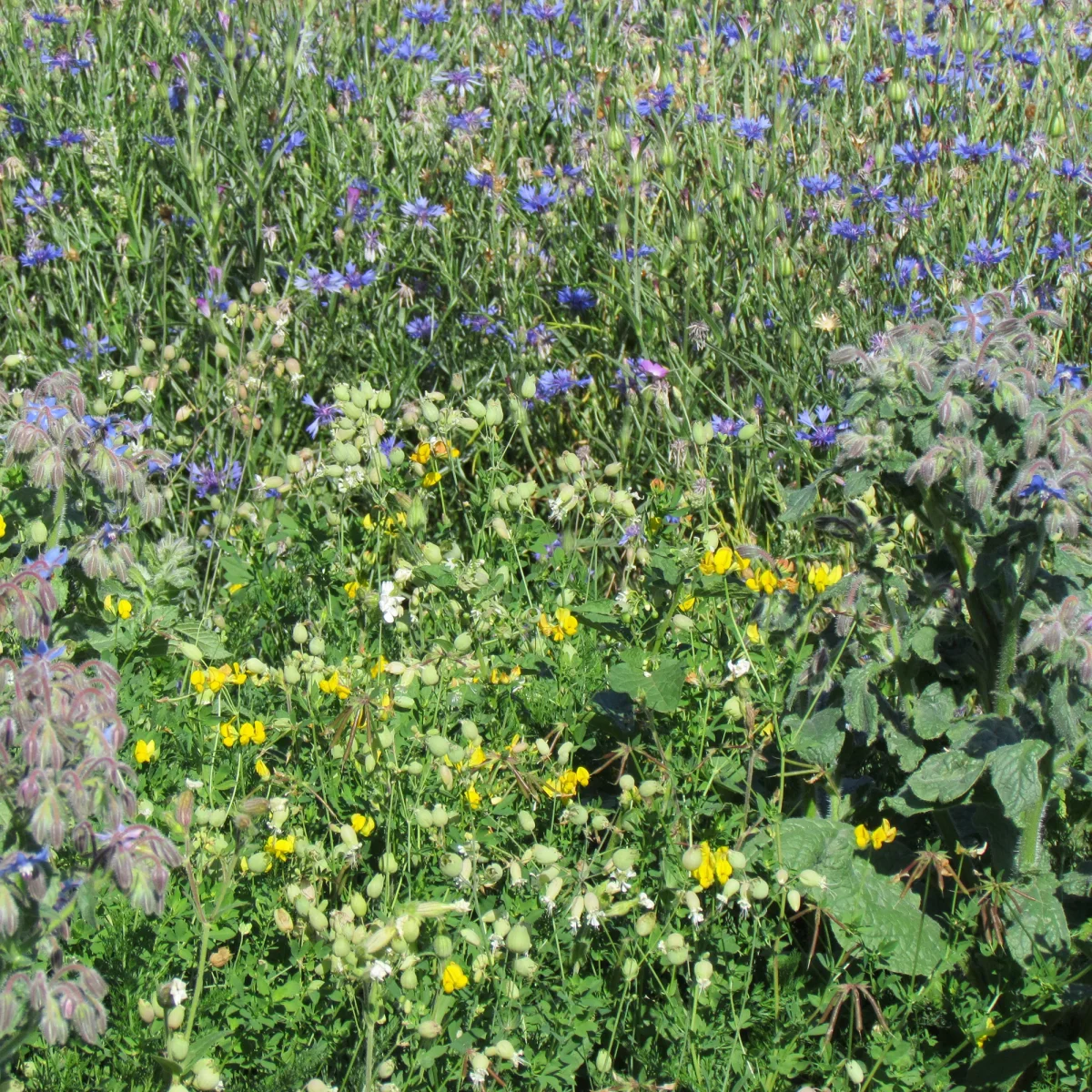Mélange de fleurs "tout-terrain" – Image 2