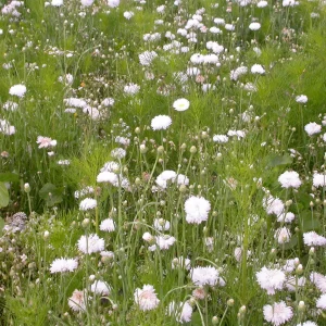 Mélange fleuris crème