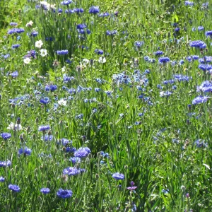 Mélange fleuris  bleu