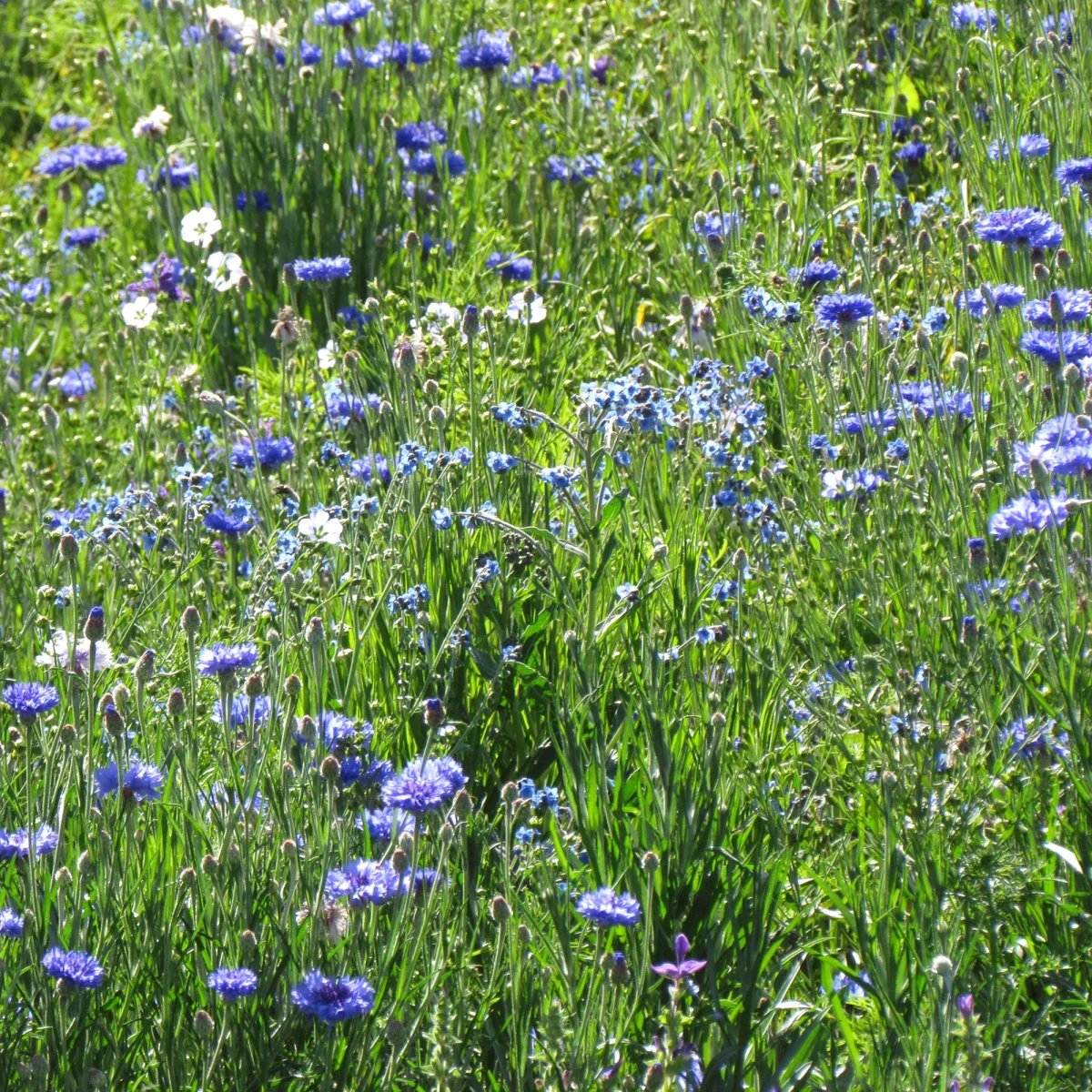 Mélange fleuris bleu – Image 2