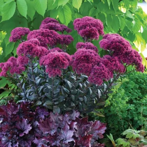 Sedum Thunderhead