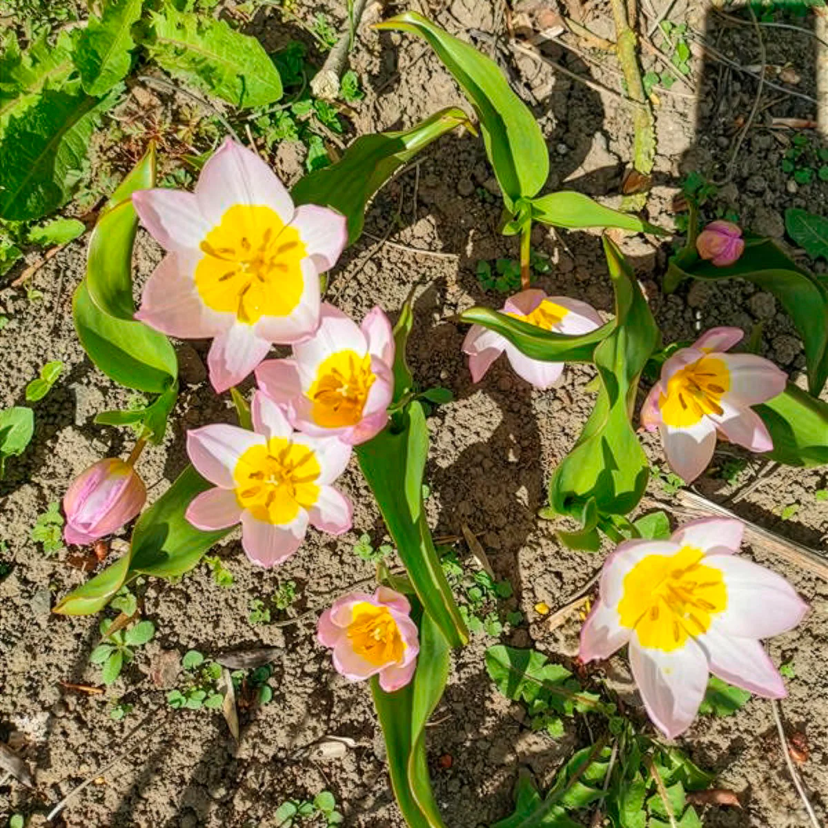 10 Tulipes botaniques Lilac Wonder – Image 3