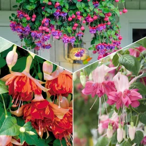 6 Fuchsias en mélange
