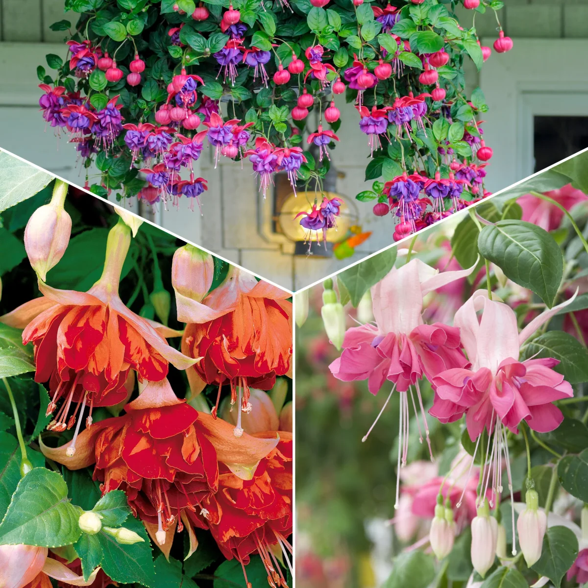 6 Fuchsias en mélange