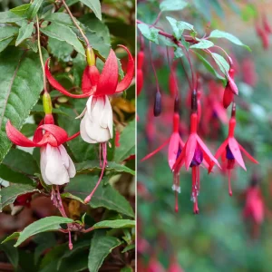 6 Fuchsias rustiques en mélange