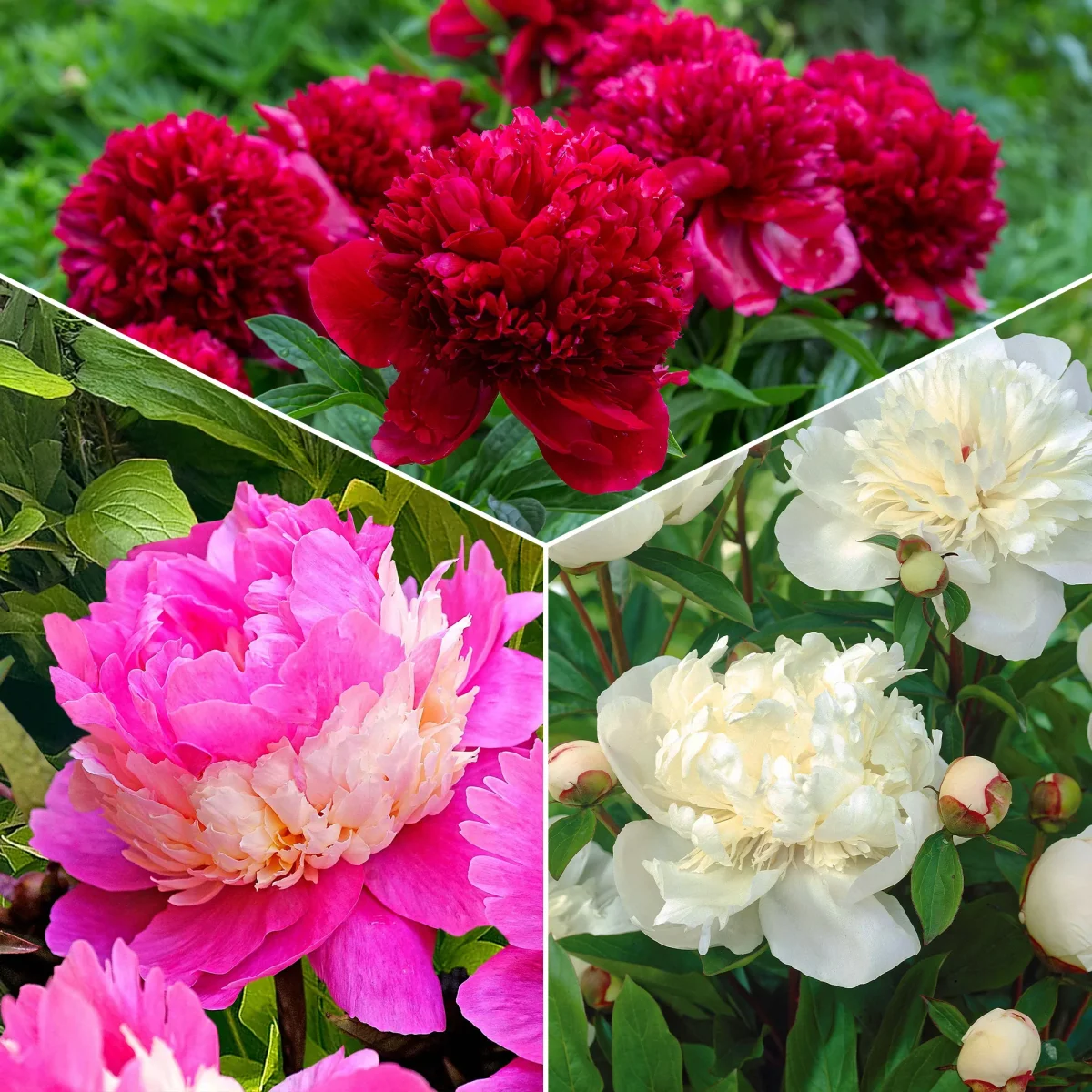 Mélange de 3 pivoines : Immaculée, Sorbet, Red Charm – Image 3