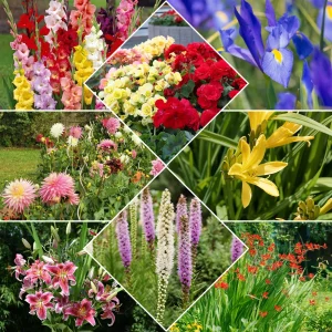 Collection Massif d'été fleuri - 45 bulbes - Superficie env. 1,5 m²