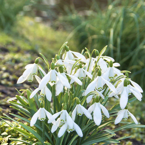 100 Bulbes de fleurs Running Wild en mélange – Image 8