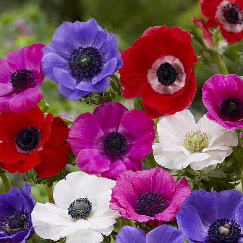 100 Bulbes de fleurs Running Wild en mélange – Image 9